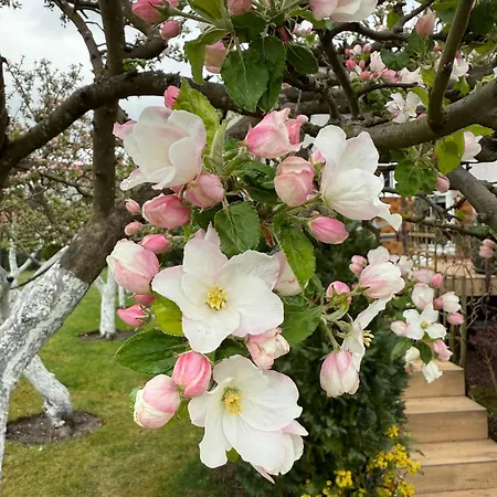 Dom Pod Jablonia * Korzybie